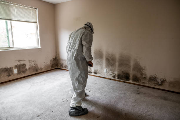 Best Crawl Space Mold Remediation  in USA